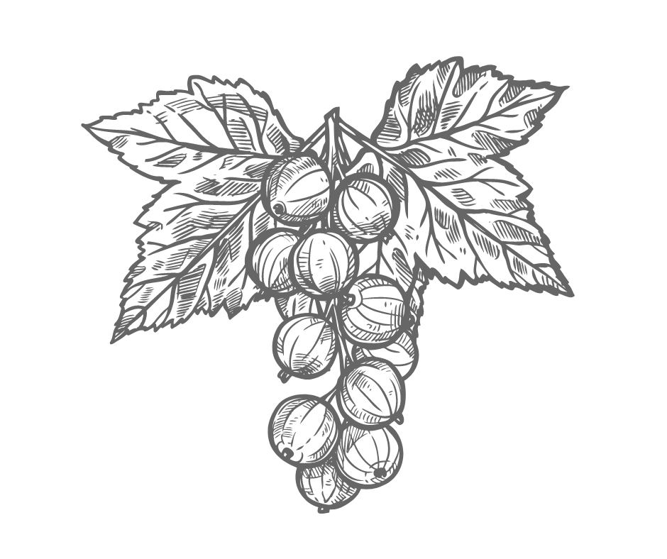 Rolan (Pot 1L)