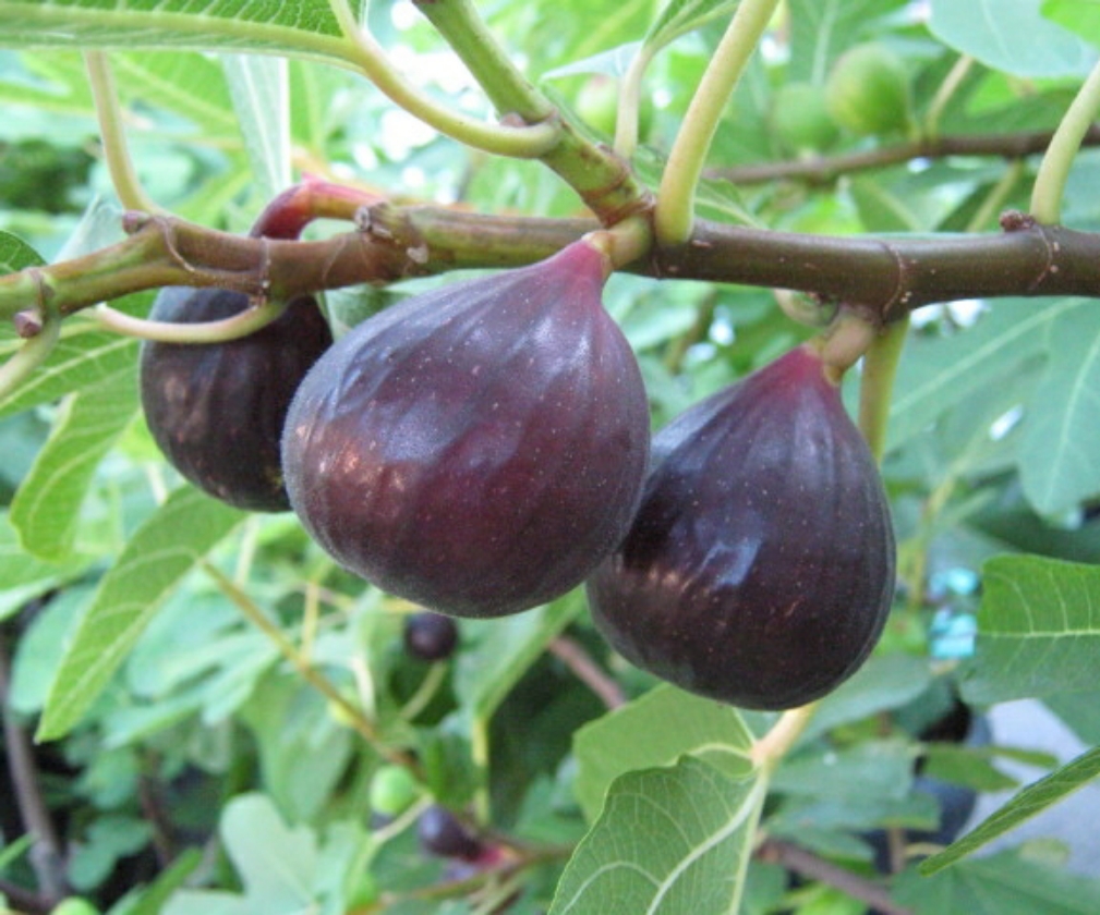 Ronde De Bordeaux (2L Pot)