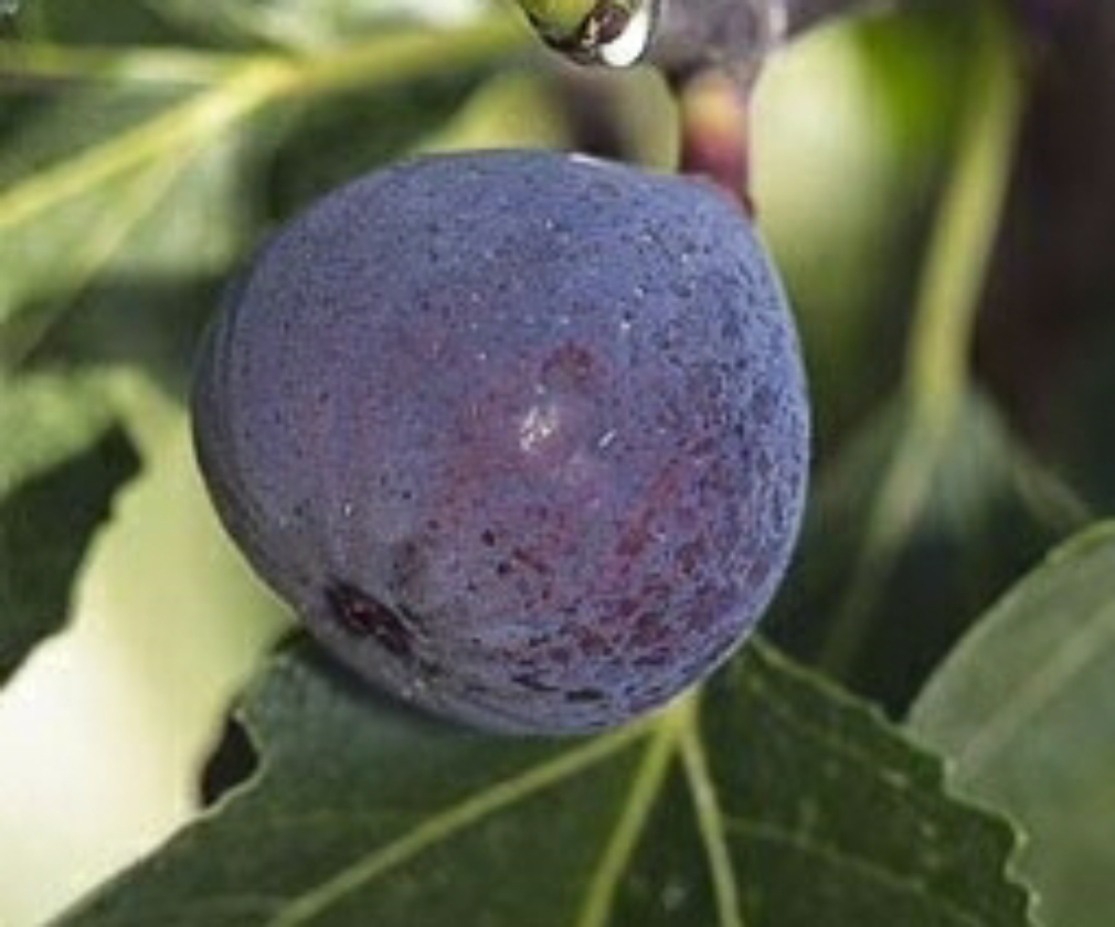 Rouge De Bordeaux (2L Pot)