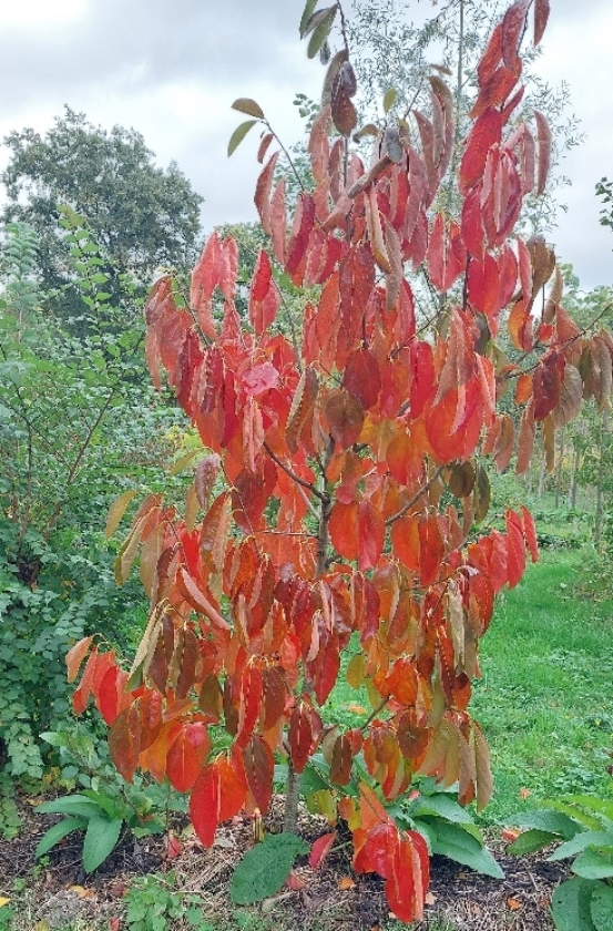 Saijo (2L Pot)