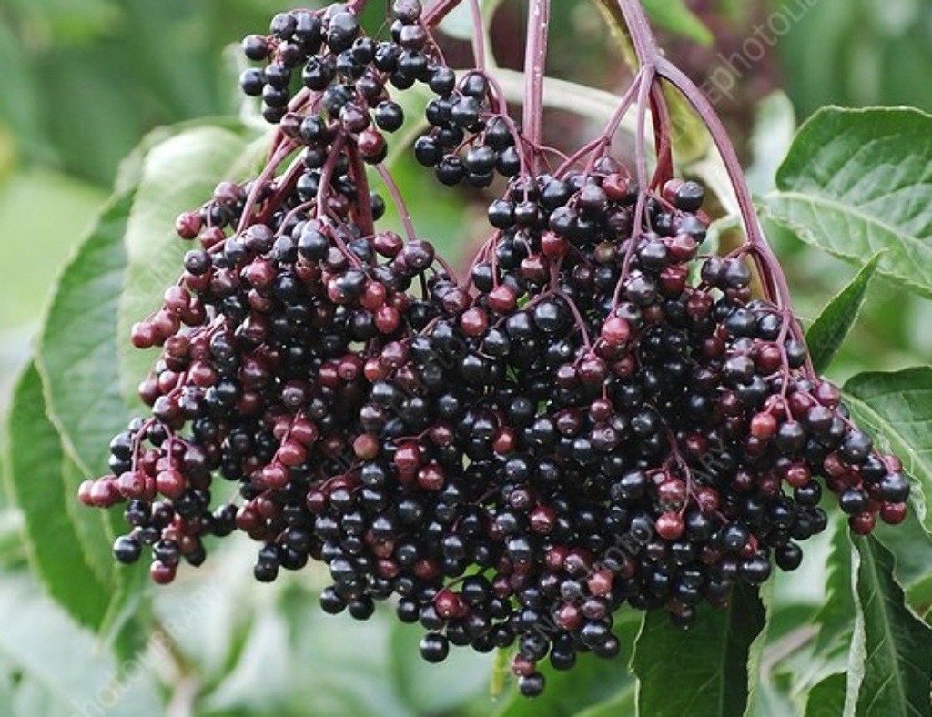 Sampo (2L Pot)