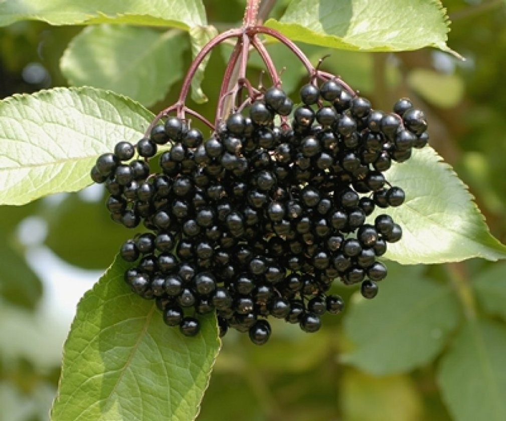 Samyl (2L Pot)