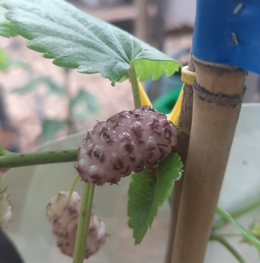 Sangue Latte (2L Pot)