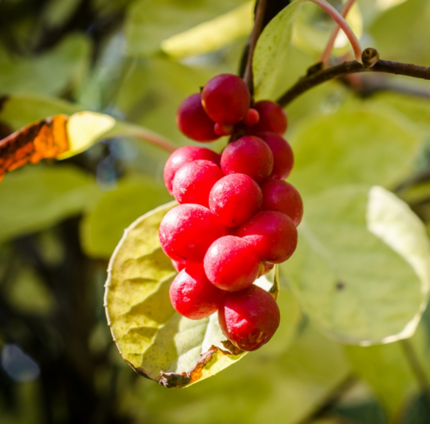 Schisandra Chinensis (Pot 2L)
