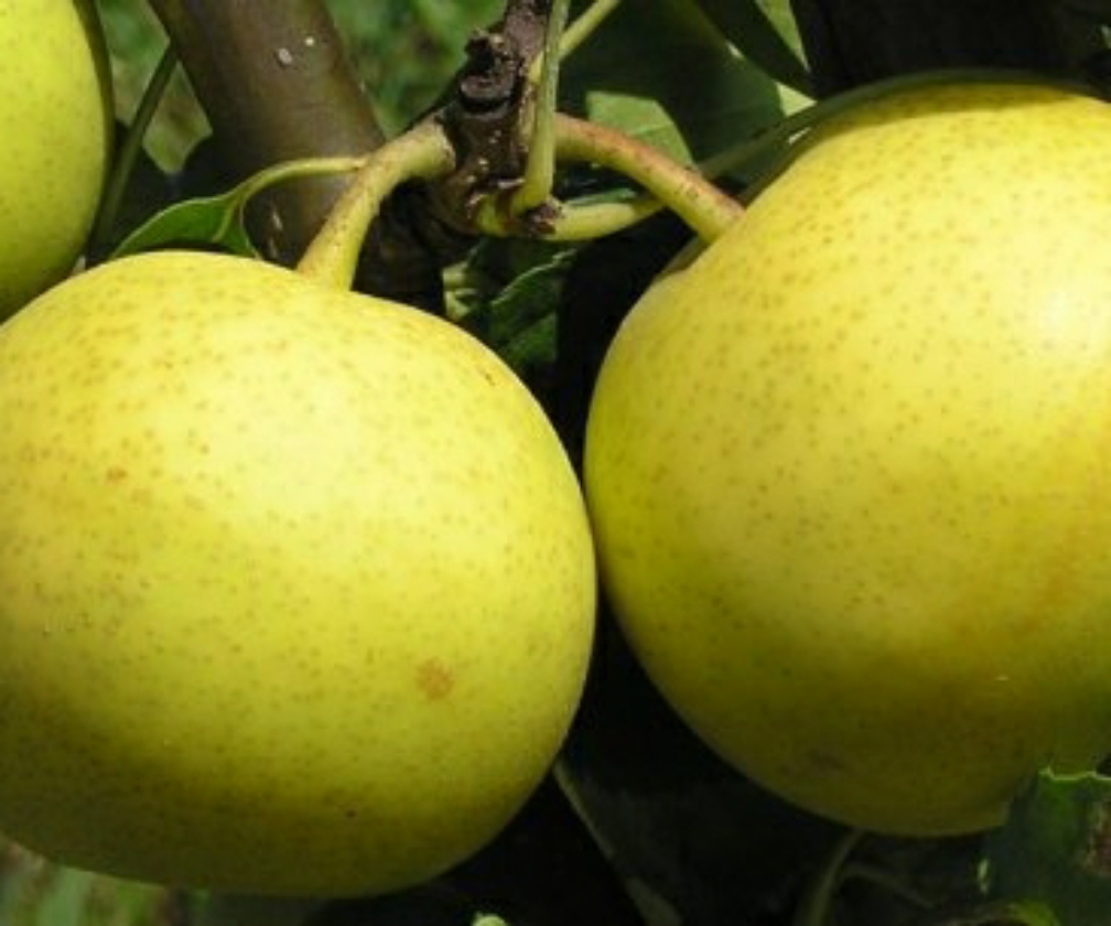 Shinseiki (4L pot)
