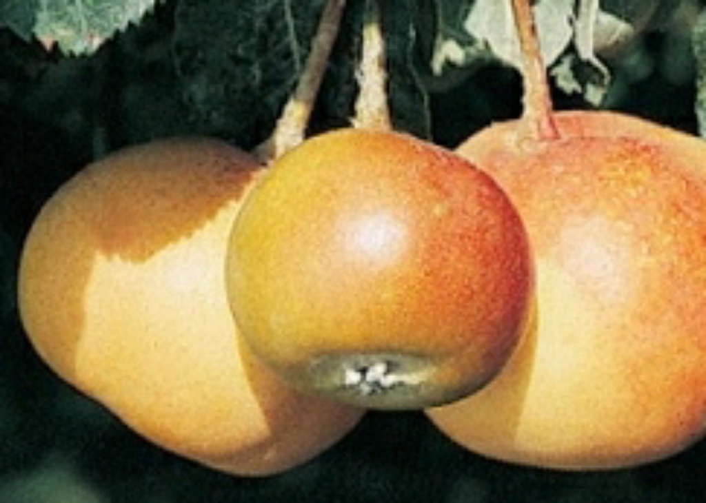 Shipova (2L Pot)