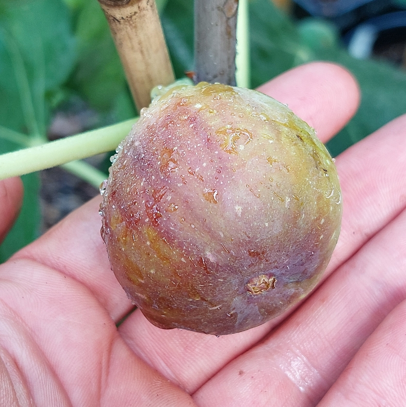 Silvano (2L Pot)