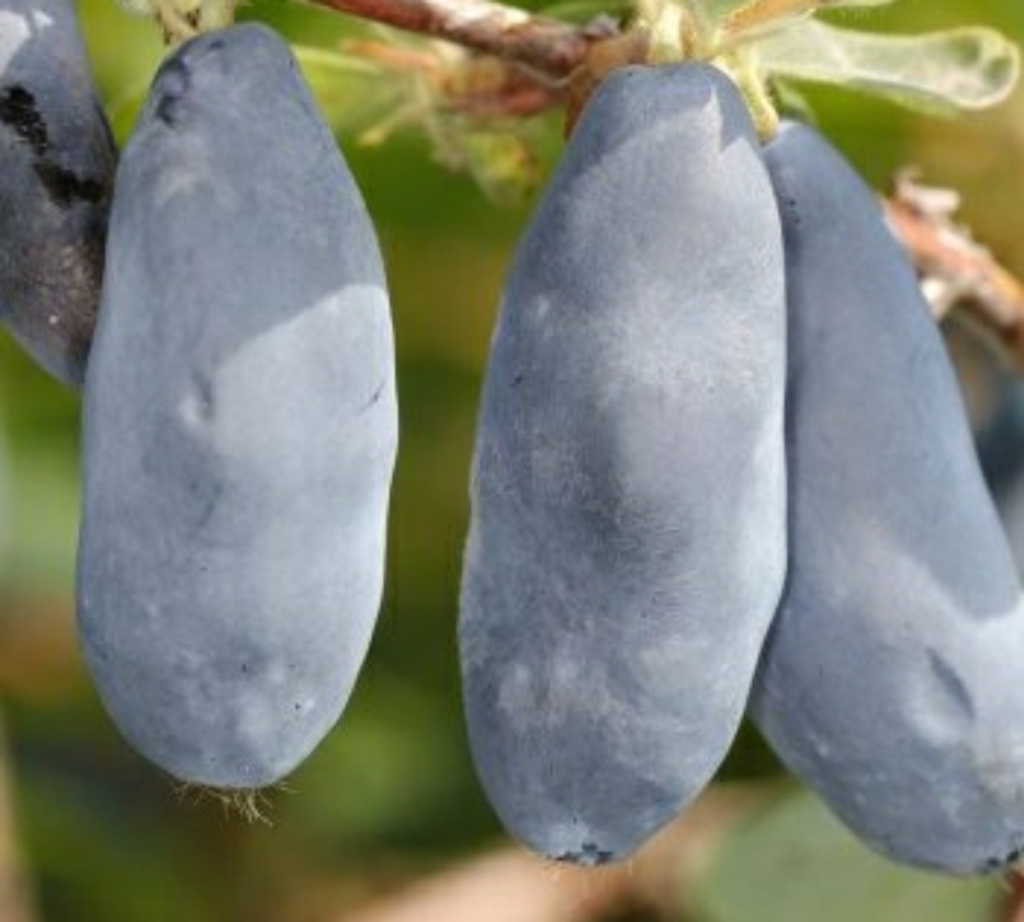 Sinij Utes (Pot 2L)