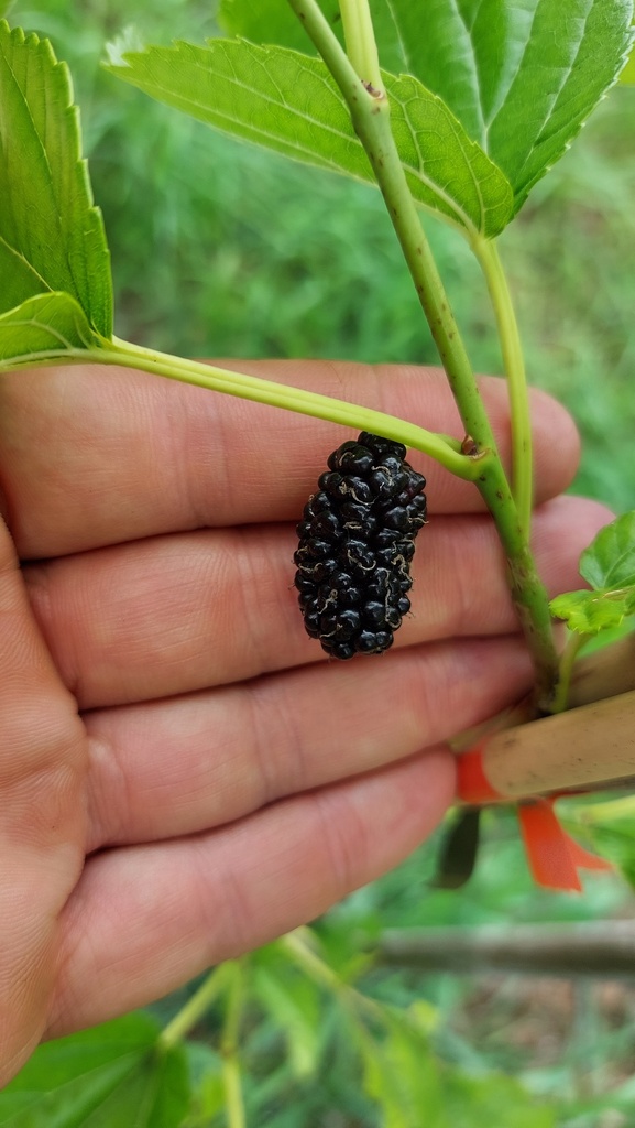 Smuglianka (Pot 2L)