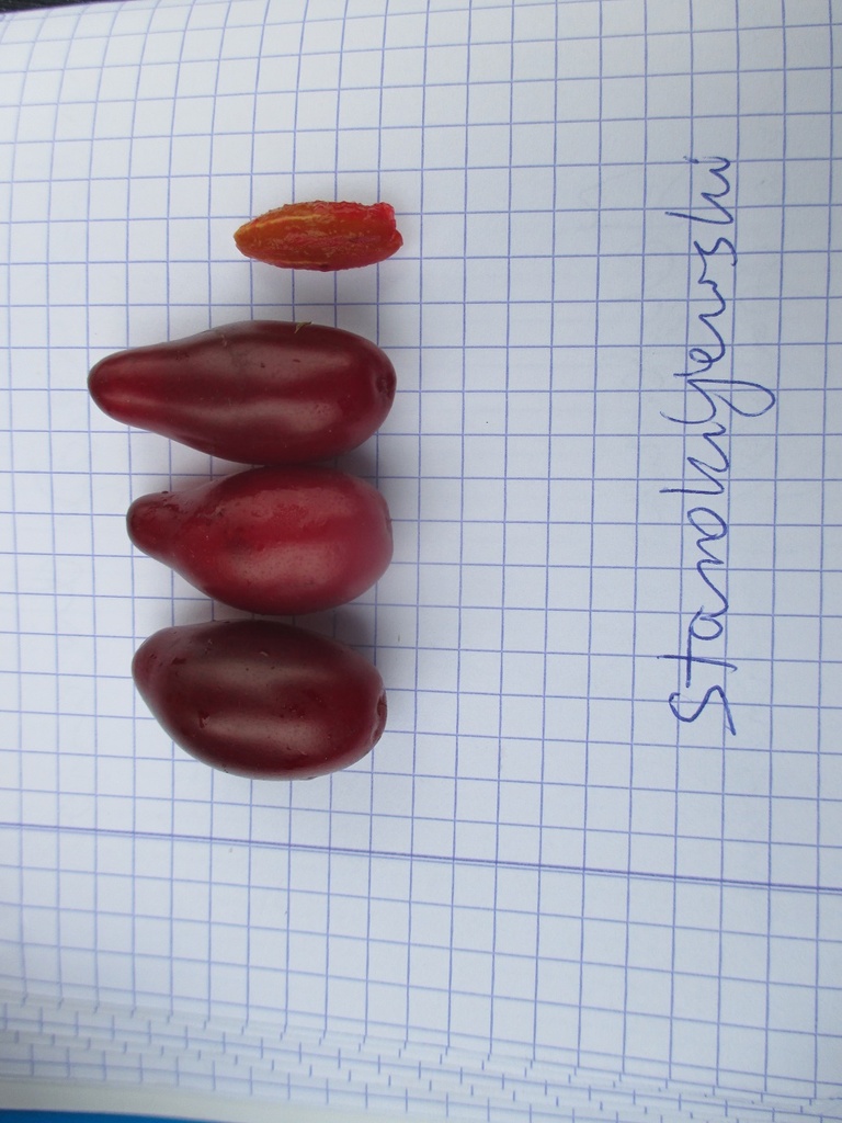 Starokijewski (Pot 2L)