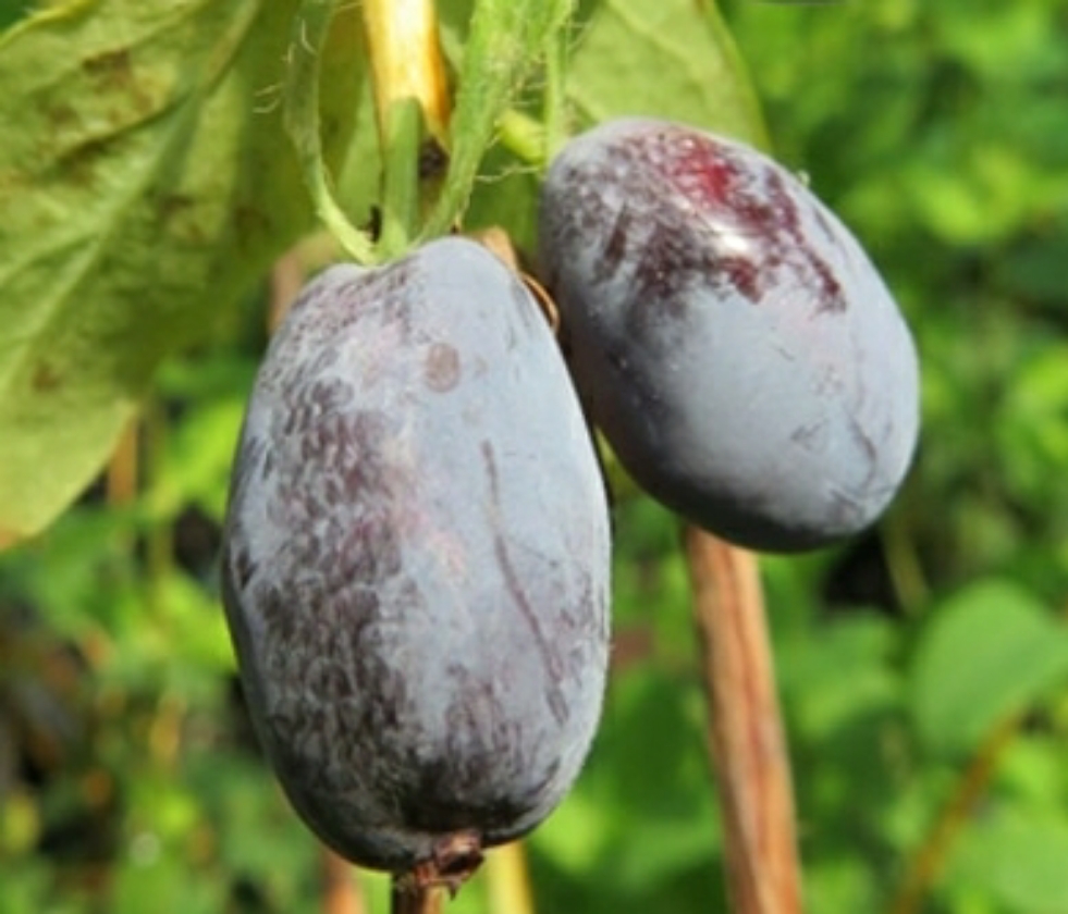 Strawberry Sensation (2L Pot)