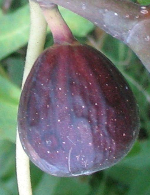 Sultane (2L Pot)