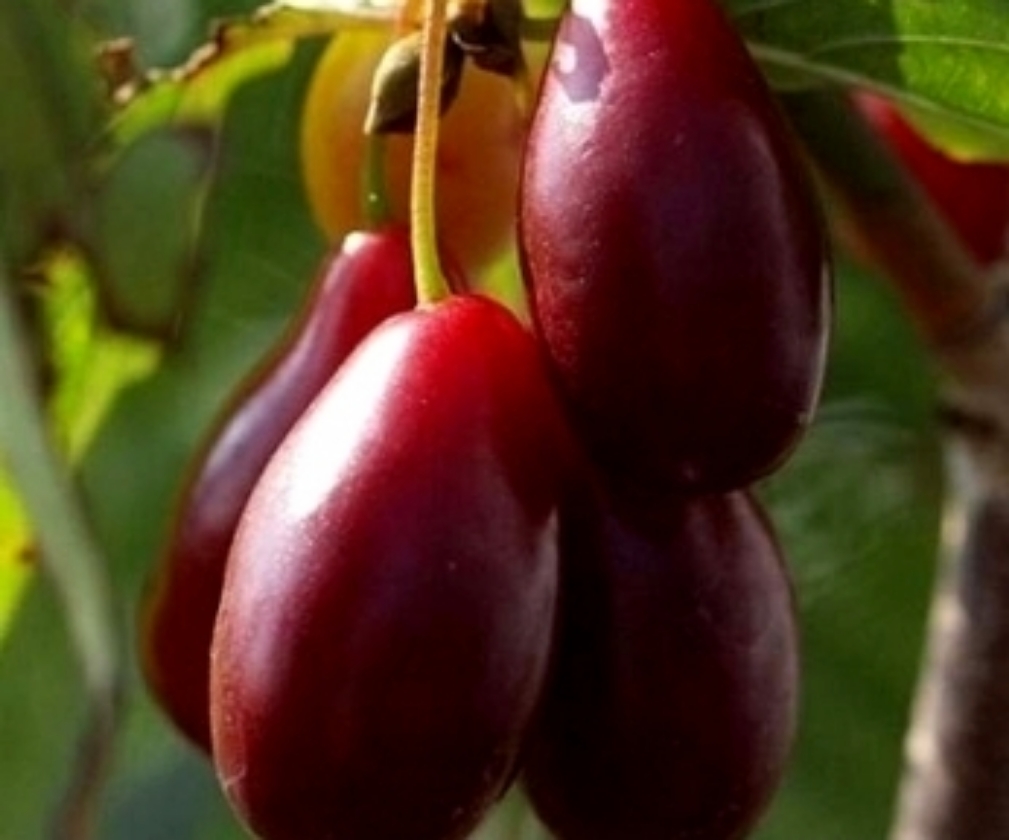 Svetliachok (2L Pot)