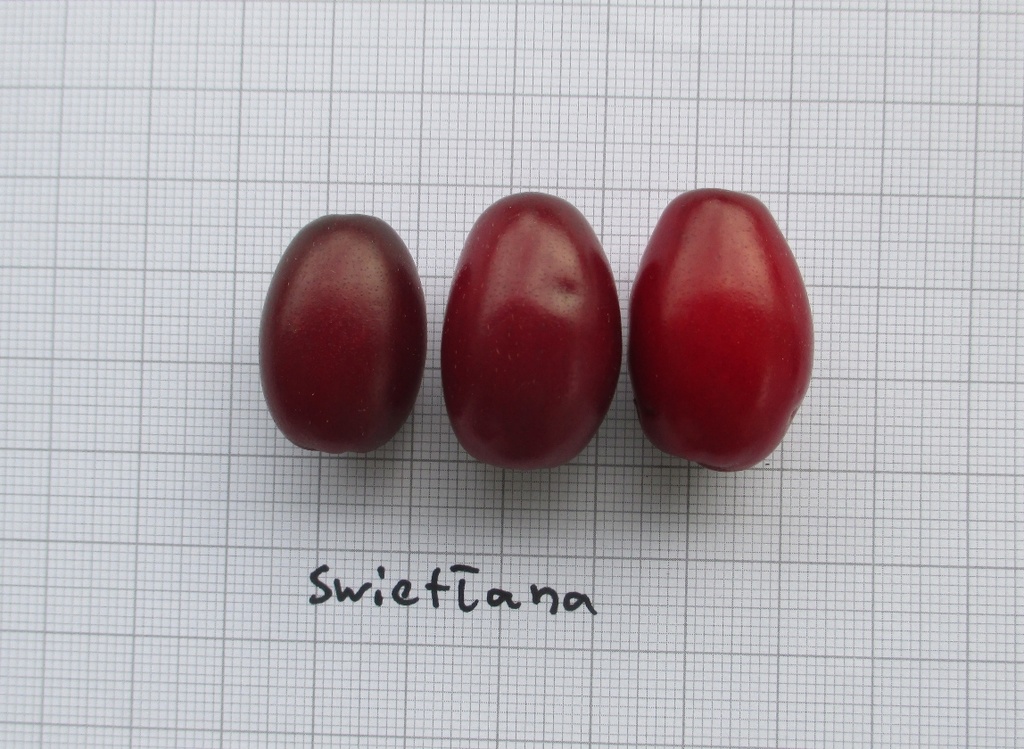 Swietłana (Pot 2L)