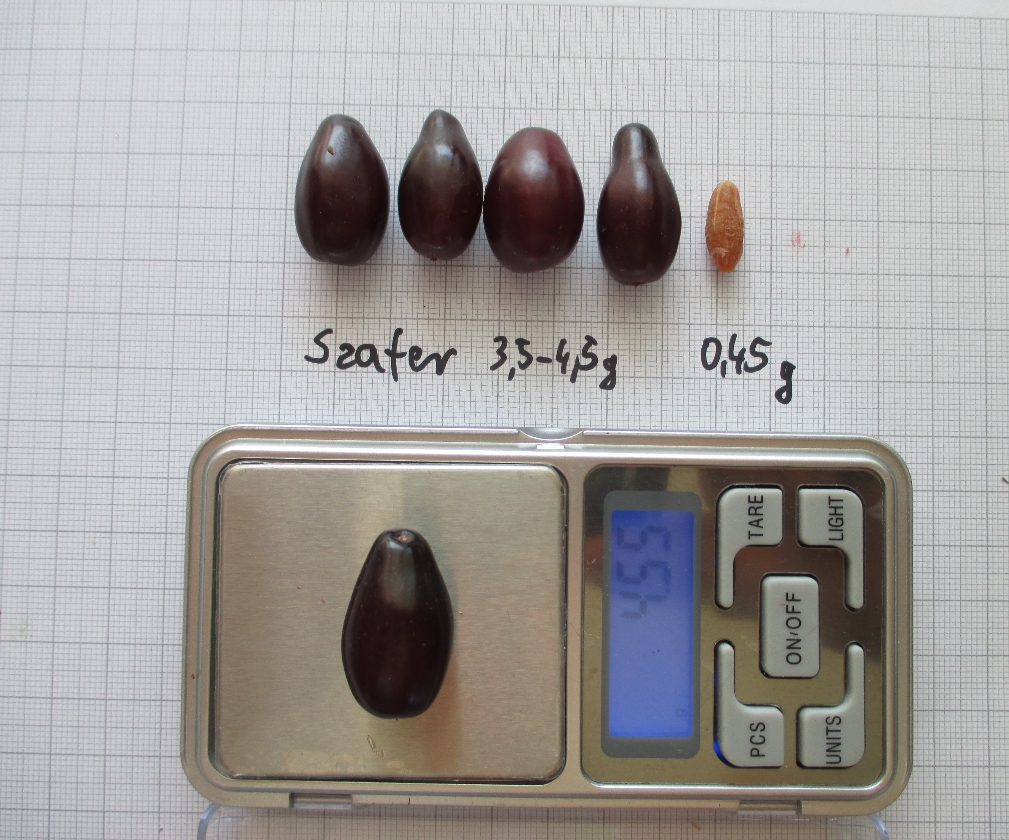 Szafer (Pot 2L)