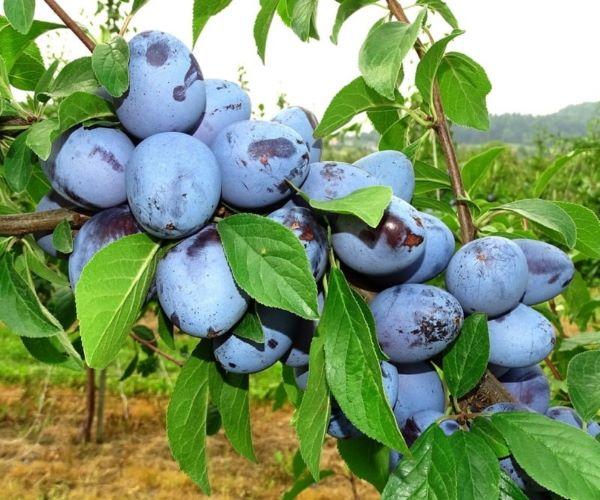 Temano (2L Pot)