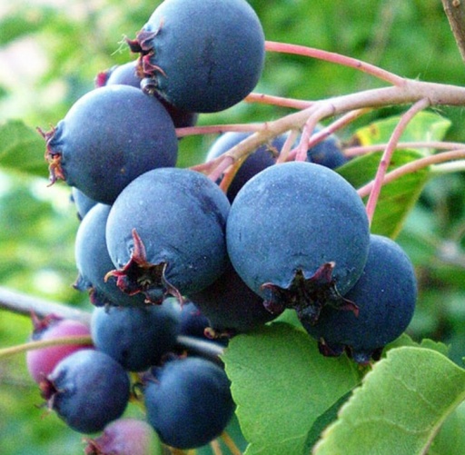 Thiessen (Pot 1L)