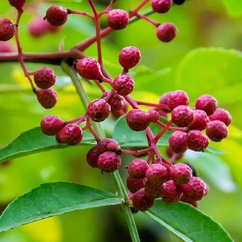 Timut (1L Pot)