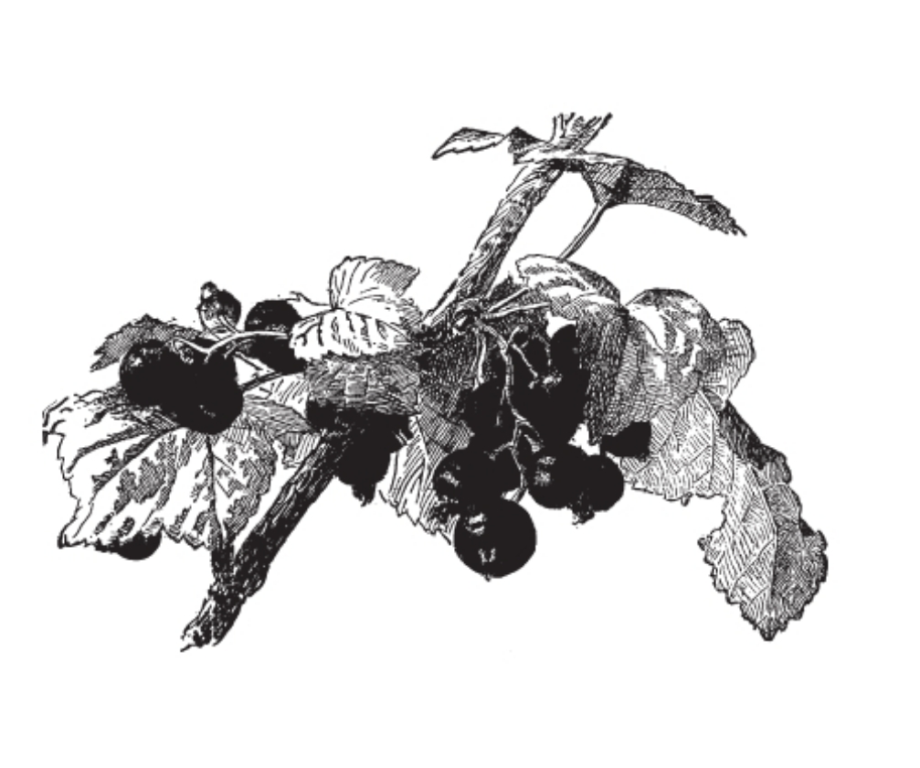 Triton (1L Pot)