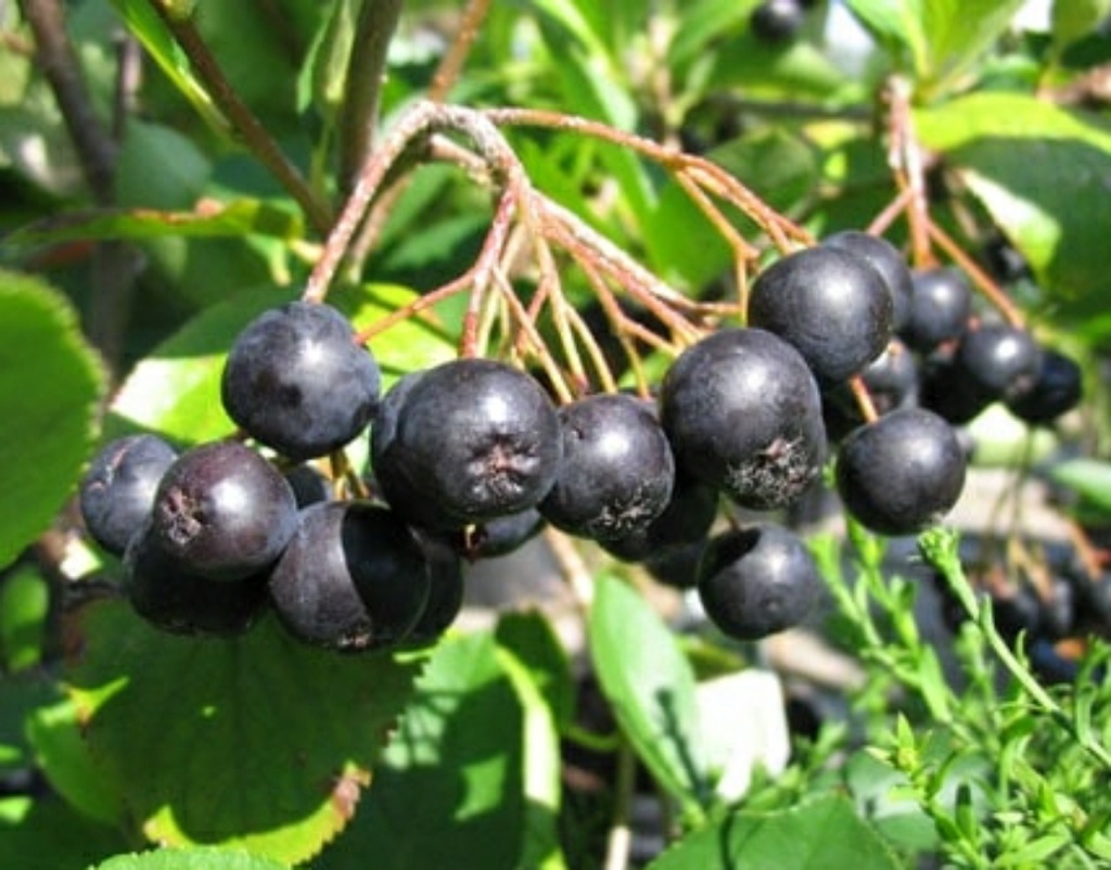 Viking (1L Pot)