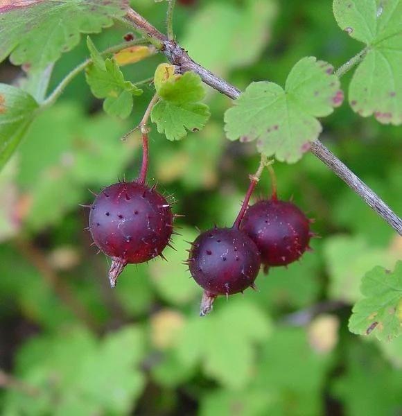 Violette (Pot 1L)
