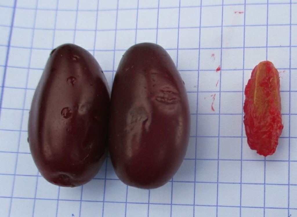 Wydubieckij (Pot 2L)