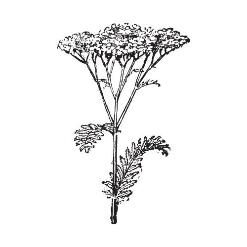Wyldewood (2L Pot)