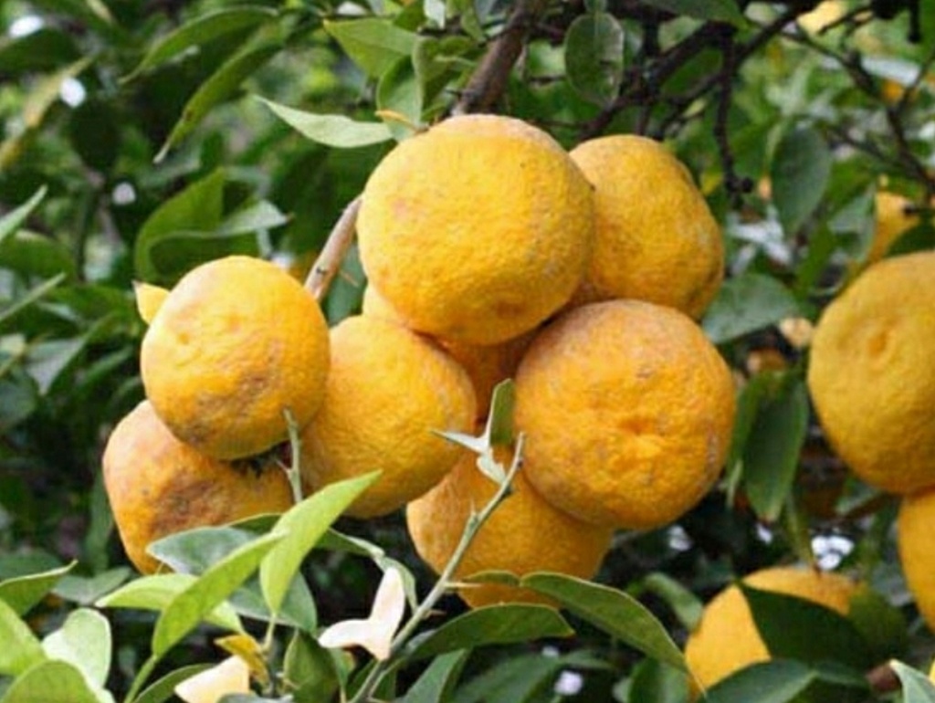 Yuzu 3 (2L Pot)
