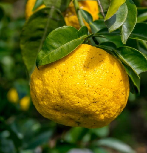 Yuzu 4 (2L Pot)
