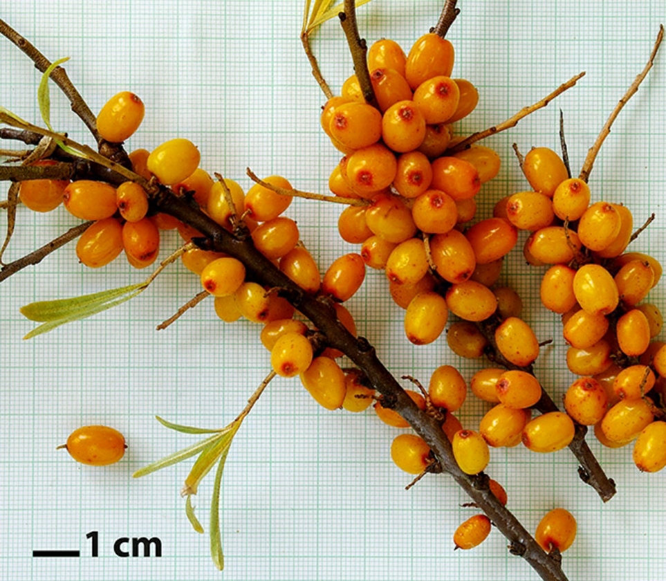 Zemcuzina (1L Pot)