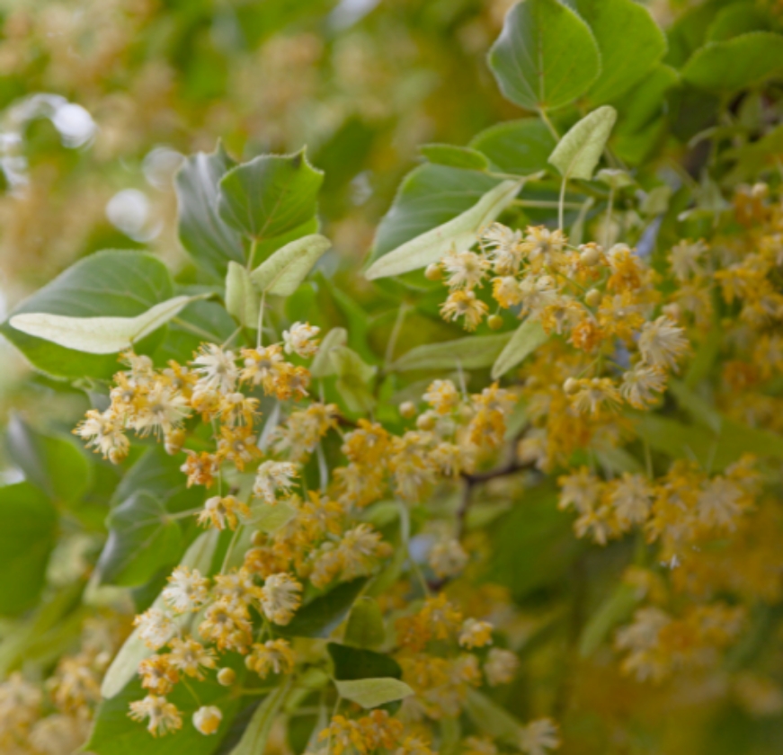 Lindeboom (1L Pot)