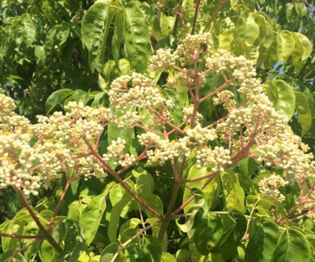 Arbre à miel (Pot 1L)