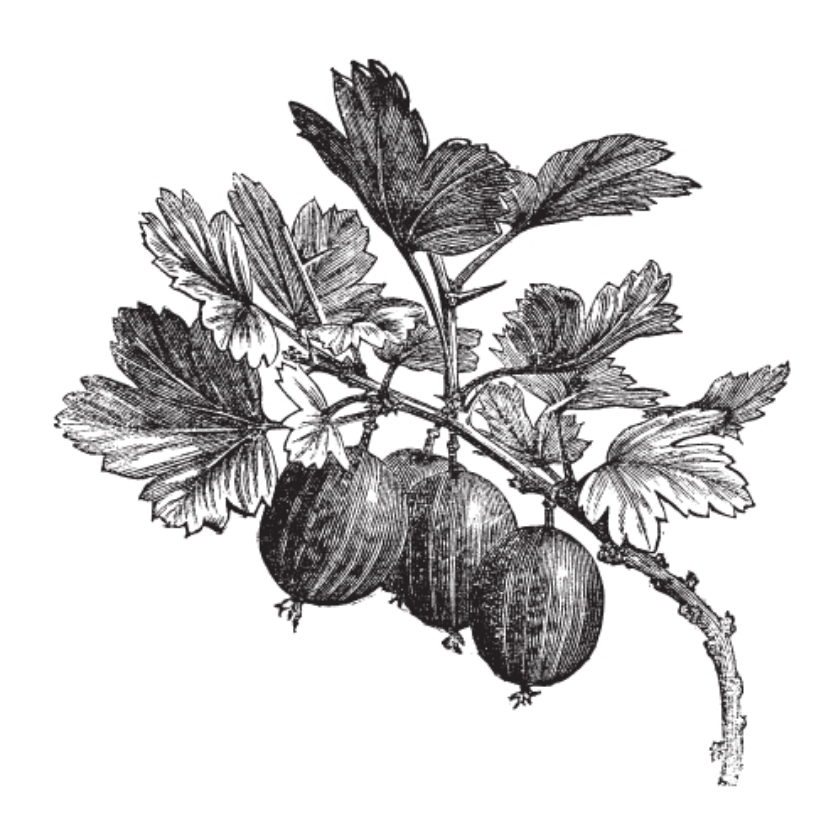 Josselyn (1L Pot)