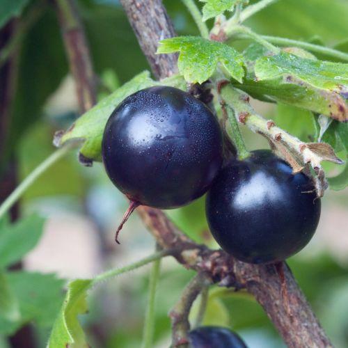 Gwens (1L Pot)