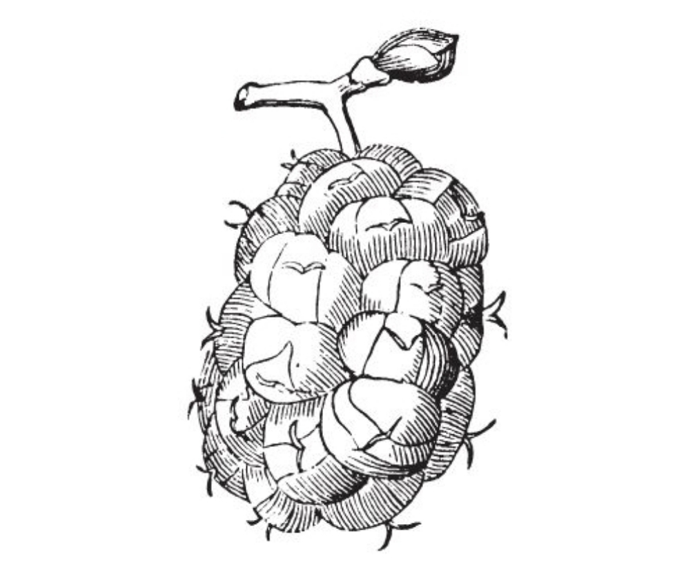 Mikulovska Bila (2L Pot)