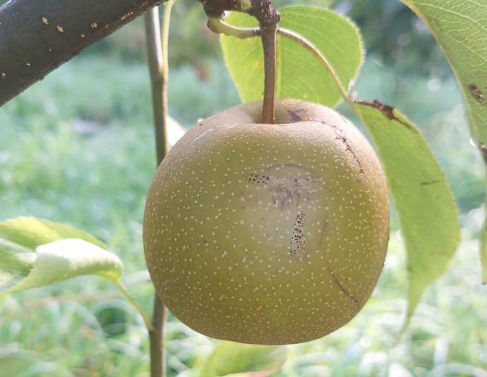 Korean Giant (2L Pot)