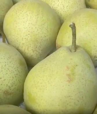 Shin Li (2L Pot)