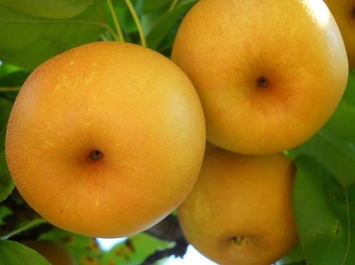 Erdi Korai (Pot 2L)