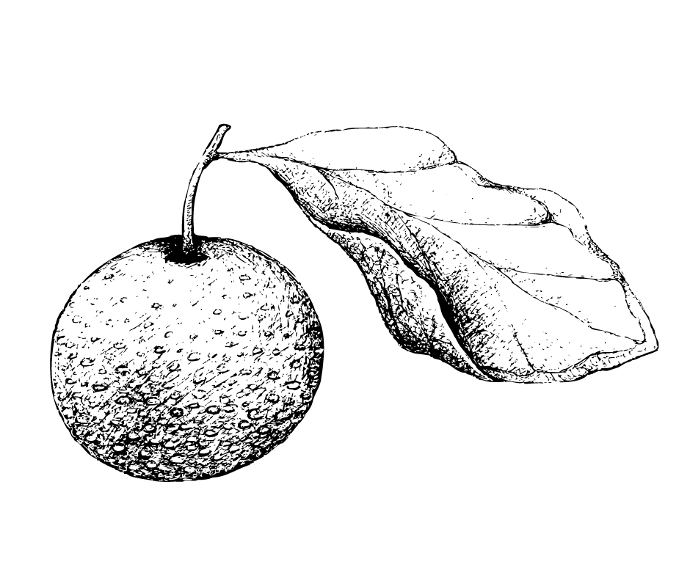 Kumoi (Pot 2L)