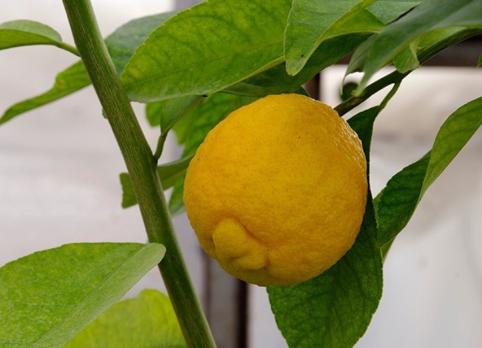 Citradia