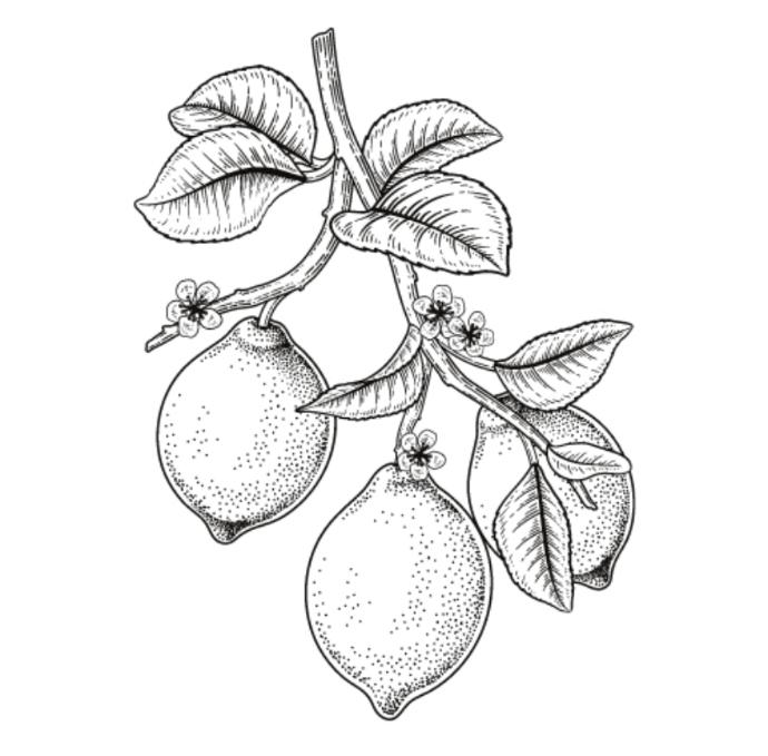 Citrange Morton (Pot 2L)