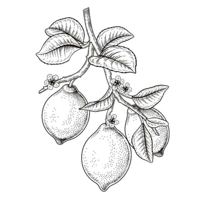 Eremocitrus glauca x shekwasha (Pot 2L)