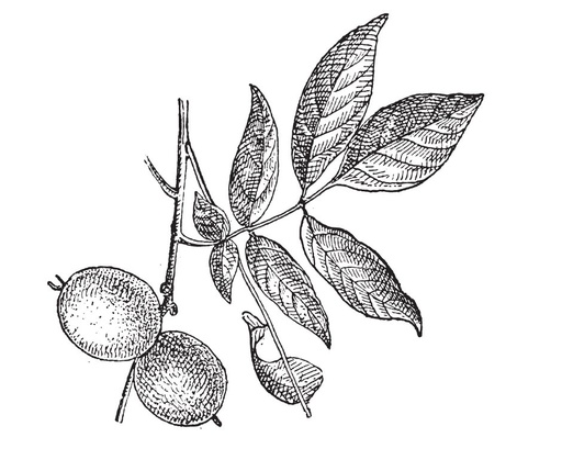 Franquette (Racine Nue)