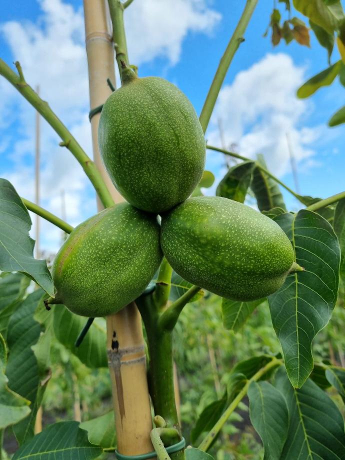 Lange Van Lod (Blote Wortel)