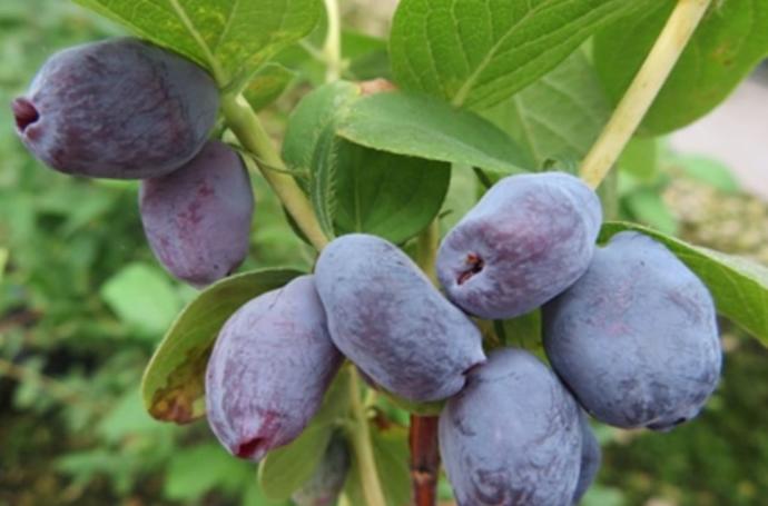 Giant's Heart (Pot 2L)