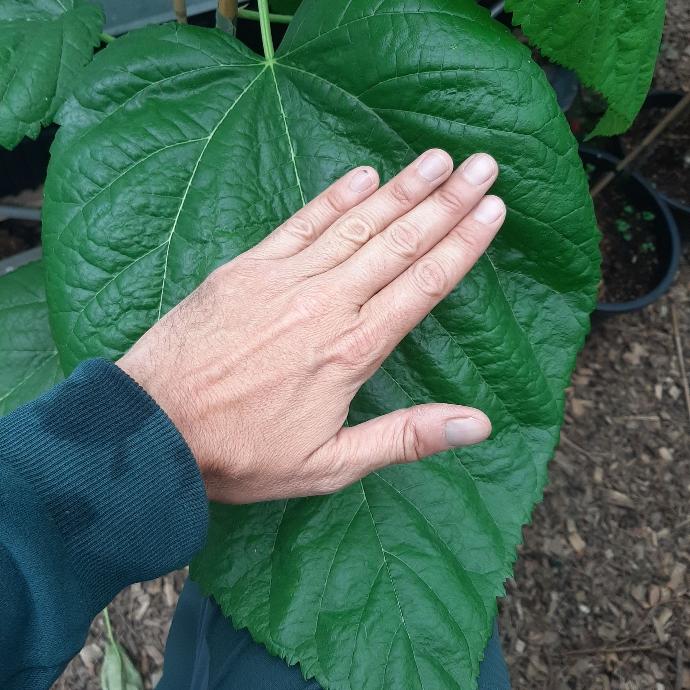Bulgaria Giant Leaf (Pot 2L)