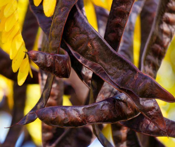 Valse christusdoorn Calhoun (2L Pot)