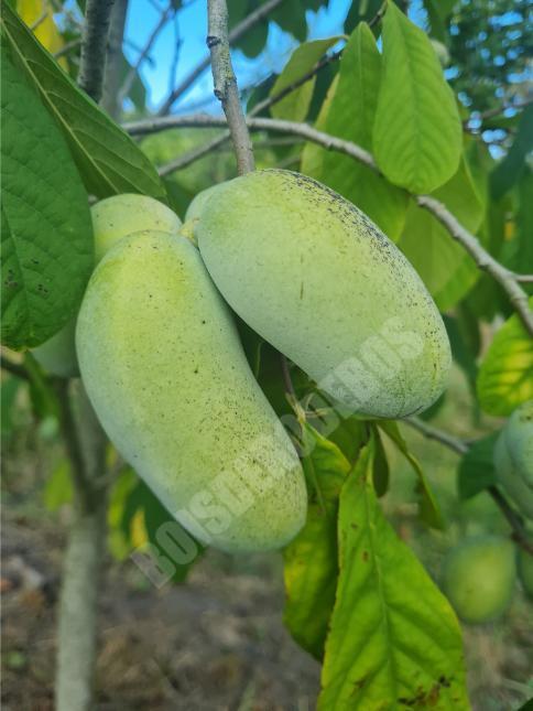 Rappahannock (2L Pot)