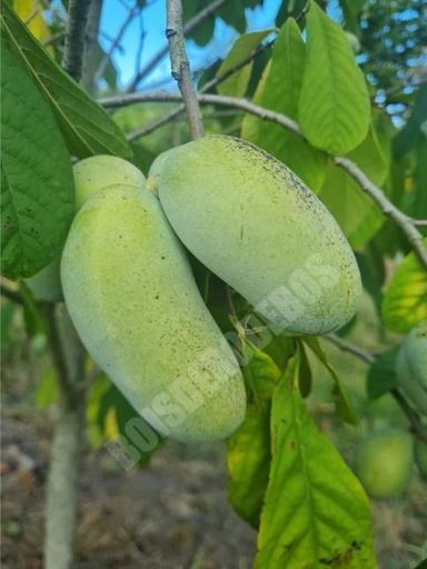 Rappahannock (2L Pot)