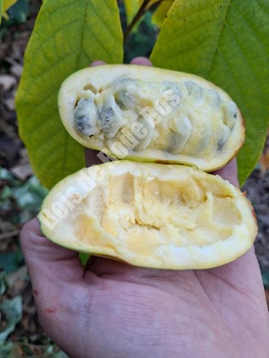 Sweet Virginia (2L Pot)